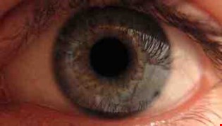 supporting image for The eye