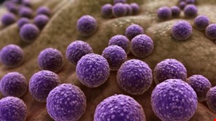 supporting image for Unit 3: Microbiology - Blended learning