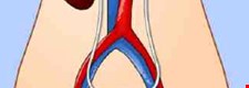 The kidneys